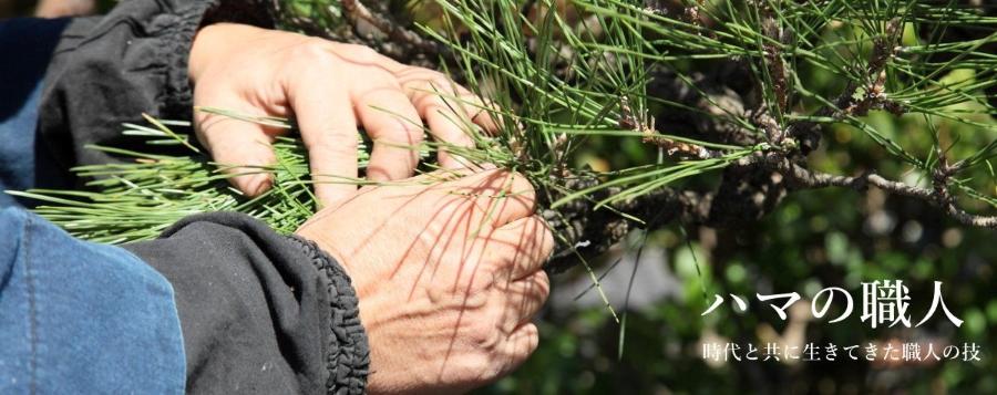 La fotografía del estado que un artesano de la jardinería paisajista siente cariño por el pino a mano