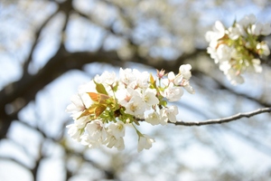 Prunus speciosa