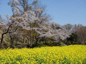 Parque Yokohama City Jido-yuenchi