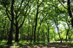 ¡Quiero cooperar con el mantenimiento del pequeño lugar forestal!