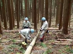 ¡Quiero cooperar con el mantenimiento del camino va el bosque a la cabeza de un río!