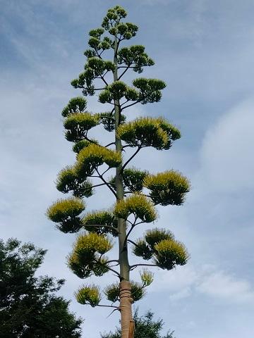 Agave de Kaminagaya