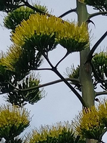 Flor de la agave de Kaminagaya