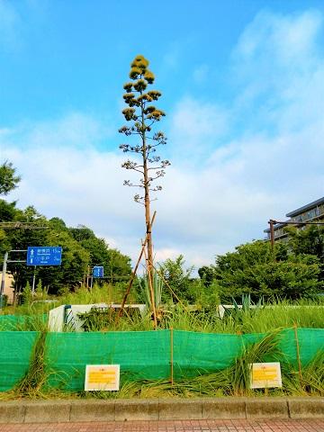 Agave flor llena