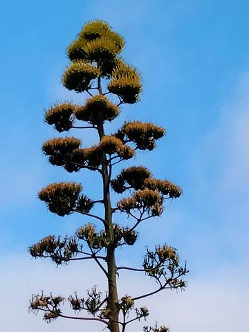 La agave que floreado a la cumbre