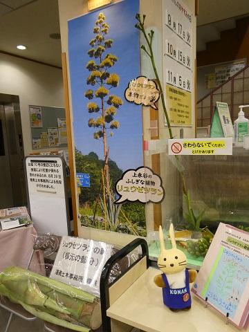 Konan la primera planta de la esquina de la agave de la biblioteca