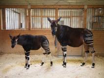 Imagen de padre y niño del okapi