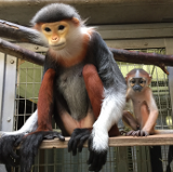 Fotografía de padre y niño de la caña de la suciedad doek langur