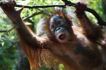 Fotografía del niño del orangután