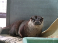 Fotografía de la nutria de Eurasia