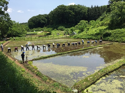 Fotografía del trasplante del arroz del campo de Shinji Shimin-no-Mori Tando