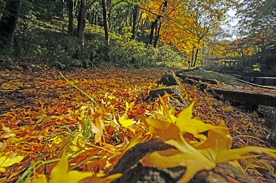 Imagen en Parque forestal del «paseo de la caída tardía» Prefectural cuatro temporadas