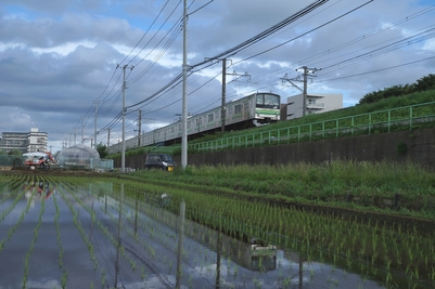 Fotografía de Línea Yokohama hija y el arrozal