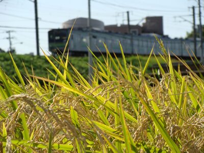 Fotografía de Línea Yokohama hija y el oído de arroz