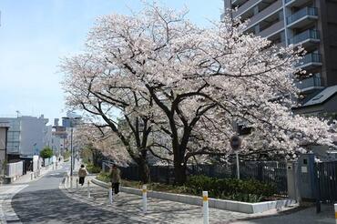 Paseo del río Ishizaki