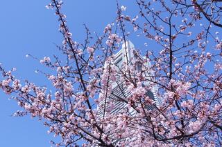 Fotografía de flores de la cereza del parque conmemorativas Nippon-Maru