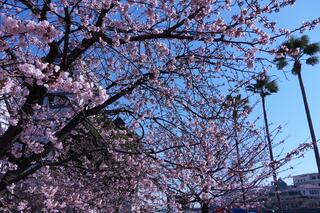 Fotografía de flores de la cereza del parque conmemorativas Nippon-Maru