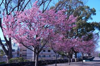 Fotografía de TA. Flores de la cereza del parque Noge