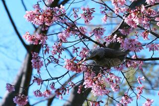 Fotografía de TA. Flores de la cereza del parque Noge