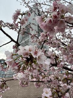 Fotografía de flores de la cereza del parque conmemorativas Nippon-Maru