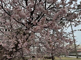 Fotografía de flores de la cereza del parque conmemorativas Nippon-Maru