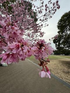 Fotografía de TA. Flores de la cereza del parque Noge