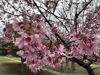 Fotografía de TA. Flores de la cereza del parque Noge