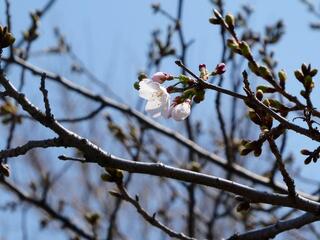 Fotografía de flores de la cereza del parque Tobe