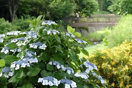 Hortensia de Seya